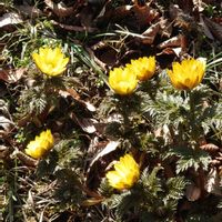 福寿草,吉野梅郷の画像