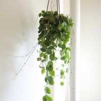 ディスキディア,ディスキディア　オバタ,観葉植物,グリーンインテリア,成長記録の画像