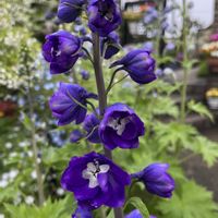 アジュガ,アズーロ・コンパクト,エレモフィラ・ニベア,フェリシア,フェリシアスプリングメルヘンの画像