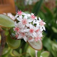 金のなる木,桃色組♪,玄関の画像