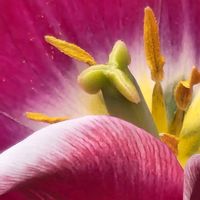 カトレアの画像