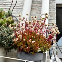 紅稚児(べにちご),紅稚児(べにちご),多肉大好き,リメイク鉢,マイガーデンの画像