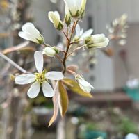 ジューンベリー,6月に実がなるからジューンベリー,華奢で可愛らしいお花,葉っぱより花が先に咲く,庭の画像