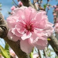 ハナモモ,公園,樹木,木に咲く花の画像