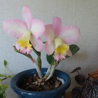 カトレア,カトレアの画像