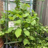 アナベル,DIY,地植え,手作り支柱,結束バンドの画像