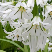 アリウム トリケトラム,地植え,可愛い〜♡,花のある暮らし,白いお花の画像