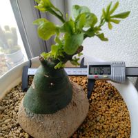 月世界,アデニア・グラウカ,サボテン科の画像