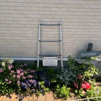 かわいい,切り花,鉢植え,目の保養,園芸初心者の画像