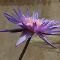 熱帯スイレン,熱帯スイレン,熱帯睡蓮　フォックスファイヤー,熱帯睡蓮　フォックスファイヤー,温室の画像