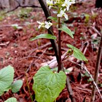 ワサビ,山野草,自生,多年草,アブラナ科の画像
