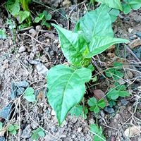 オシロイバナ,オシロイバナ,勝手に花いっぱい運動,自宅の花壇,庭の画像