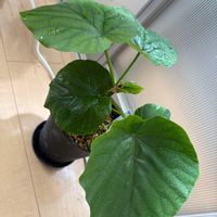ウンベラータ,Ficus umbellata,フィカス・ウンべラータ,長崎,みどりのある暮らしの画像
