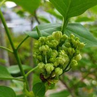 オオデマリ,コスモス,フキ,ラナンキュラスの蕾,ライラック(リラ)の画像