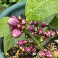 ヤマボウシ,ヤマボウシ,レモン,レモン,シロシラン（白紫蘭）の画像