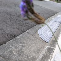 アレチハナガサの画像