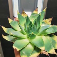 アロエ,アロエ  ポリフィラ,多肉植物,観葉植物,ガーデニングの画像