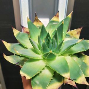 アロエ,アロエ  ポリフィラ,多肉植物,観葉植物,ガーデニングの画像