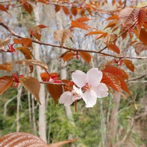 ヤマザクラ,ヤマザクラ,裏山の画像