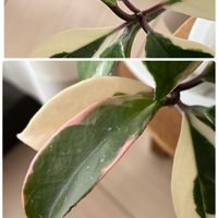 ホヤ・カルノーサ,葉っぱ好き,観葉植物がスキ,観葉植物のある暮らしの画像