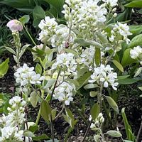 ジューンベリー,スノーフレーク,ノースボール,やっぱり白花,白い水曜日♡の画像