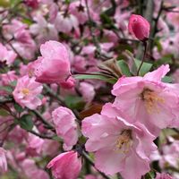 モッコウバラ,レンゲソウ,ハナカイドウ,ダッチアイリス,今日のお花の画像