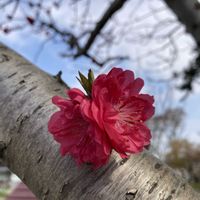 サクラ,サクラ,ハナモモ,ハナモモ,ハナモモの画像