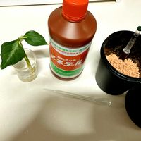 アグラオネマ・ピクタム,ハイドロカルチャー,セラミスの画像