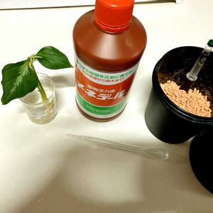 アグラオネマ・ピクタム,ハイドロカルチャー,セラミスの画像