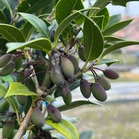 ヒイラギ,スマホ撮影,おうち園芸,小さな庭の画像