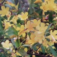 カロライナジャスミンの画像