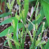 エノコログサの画像