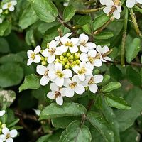 クレソンの画像