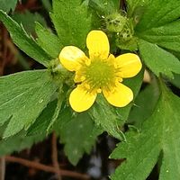 キツネノボタンの画像