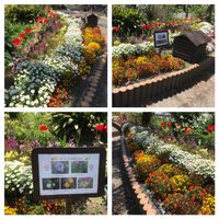 キンギョソウ,モモイロタンポポ,シロヤマブキ,チューリップ,チューリップの画像