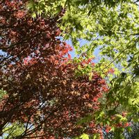 モミジ,クスノキ,お出かけ先の画像