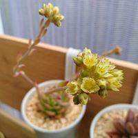  ブロンズ姫,クイテンシス, レディジア,レディジア,セデベリア 万華鏡の画像