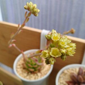  ブロンズ姫,クイテンシス, レディジア,レディジア,セデベリア 万華鏡の画像