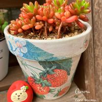 サクラソウ,オーロラ,多肉棚,キュンキュン乙女倶楽部,HTCの画像