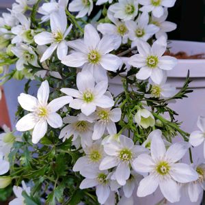 クレマチス,クレマチス  カートマニージョー,常緑クレマチス,クレマチスグリーンパッション,ガーデニングの画像