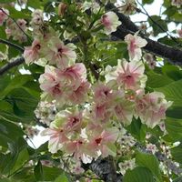 サクラ,鬱金桜,鬱金桜,御衣黄桜（ギョイコウザクラ）,御衣黄桜（ギョイコウザクラ）の画像