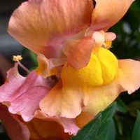 エリカ,キンギョソウ,ネメシア,ディアスキア,鉢植えの画像