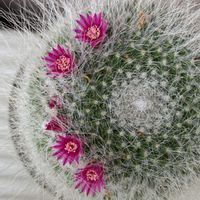 玉翁,サボテンの花の画像