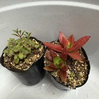 多肉植物,クラッスラ,無人販売所の画像