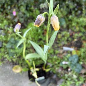 フリチラリア ウバブルピス,ナチュラルガーデン,春の庭の画像