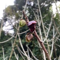 アスパラガス,枝豆,ポポーの花,トウモロコシ(ゴールドラッシュ),種まき！の画像