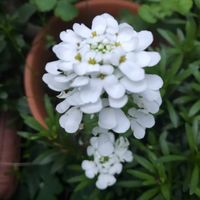 イベリス,我が家の庭,白い花,自宅のお花,小さな庭の画像