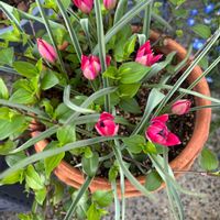 癒し,花のある暮らし,ありがとう♡,玄関アプローチの画像