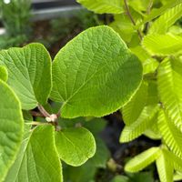 アサギリソウ,アジサイ,キウイ,クヌギ,シモツケゴールドフレームの画像