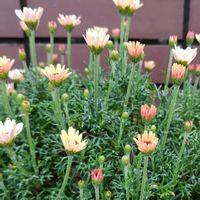 ローダンセマム,ローダンセマム　ムーン,玄関アプローチの画像